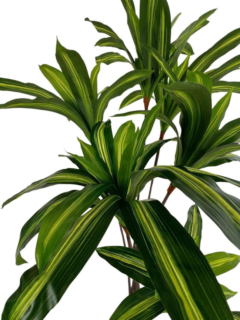 Planta Artificial Dracaena 165 Cm. Premium / Arbusto Real-4