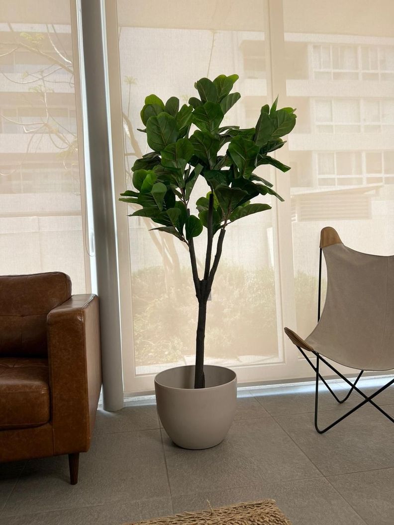 Planta Artificial Ficus Lyrata 180 Cm. De 88 Hjs Y 3 Troncos-1