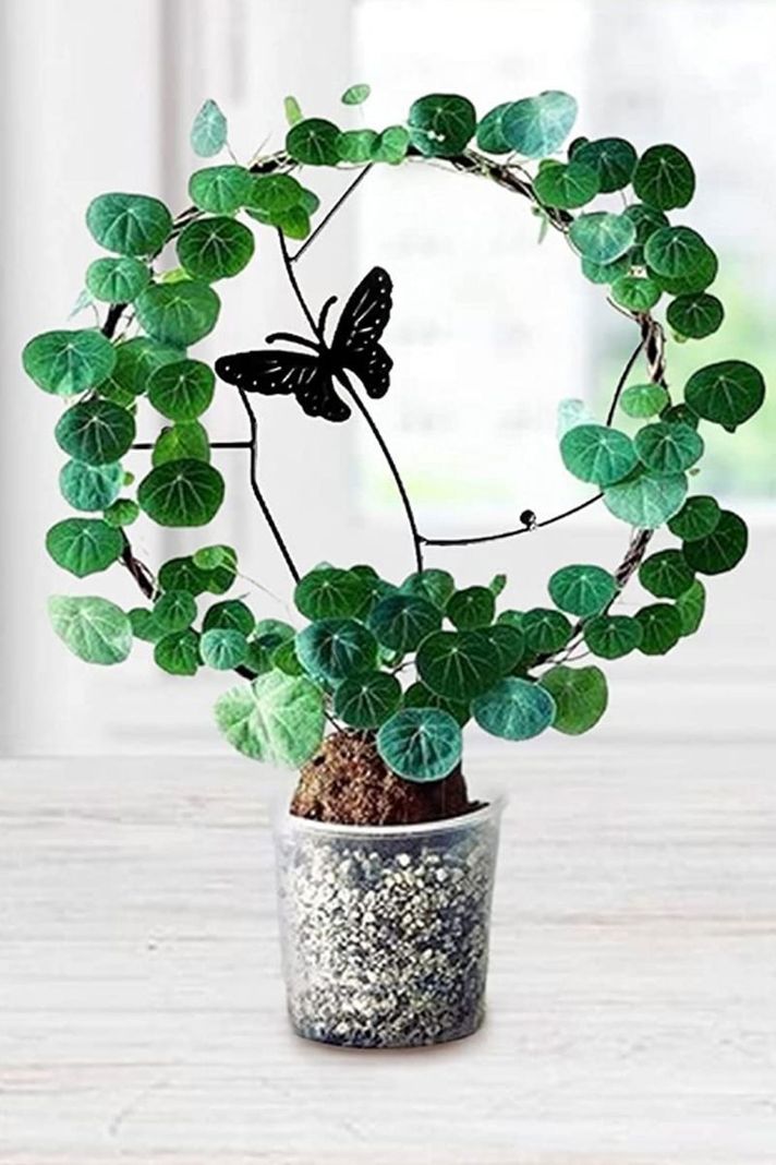 Soporte plantas enredaderas trepadoras tutor Mariposa Negra	-1