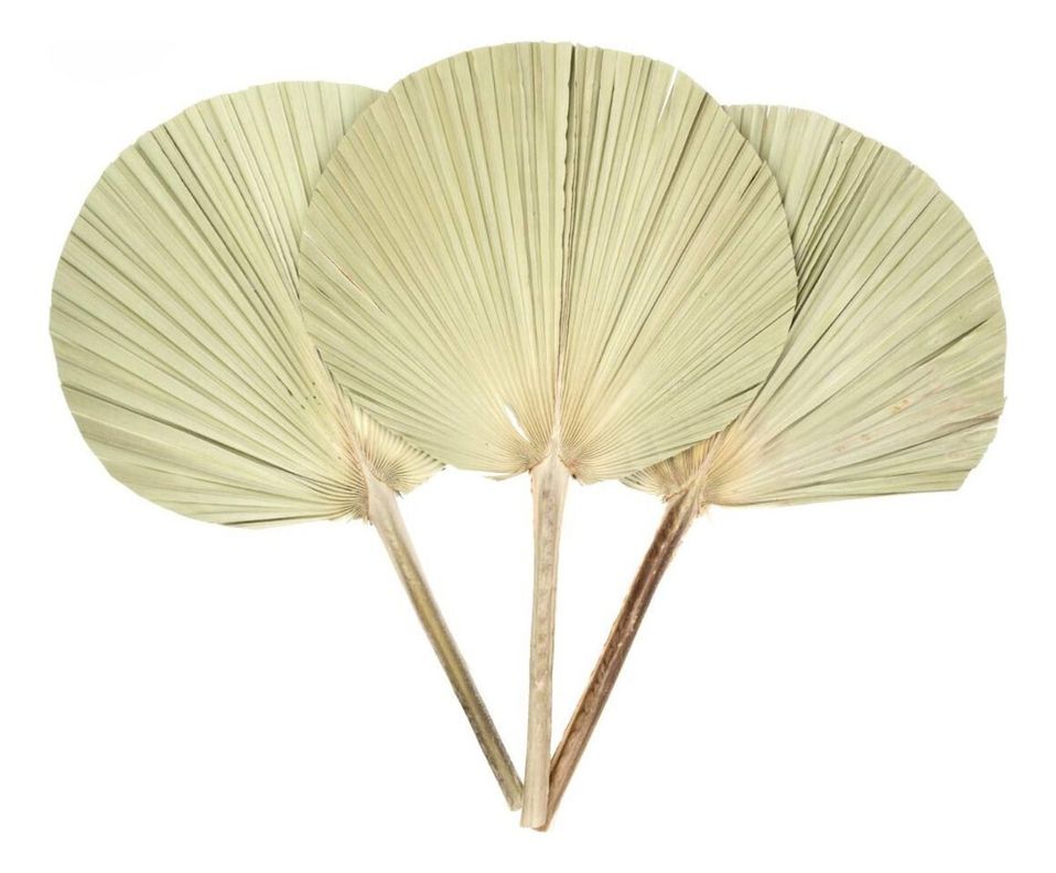 Set de 3 Abanico Grande Hojas Palma Natural Decoración Jhn-1