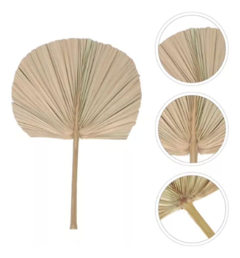 Set de 3 Abanico Grande Hojas Palma Natural Decoración Jhn-5