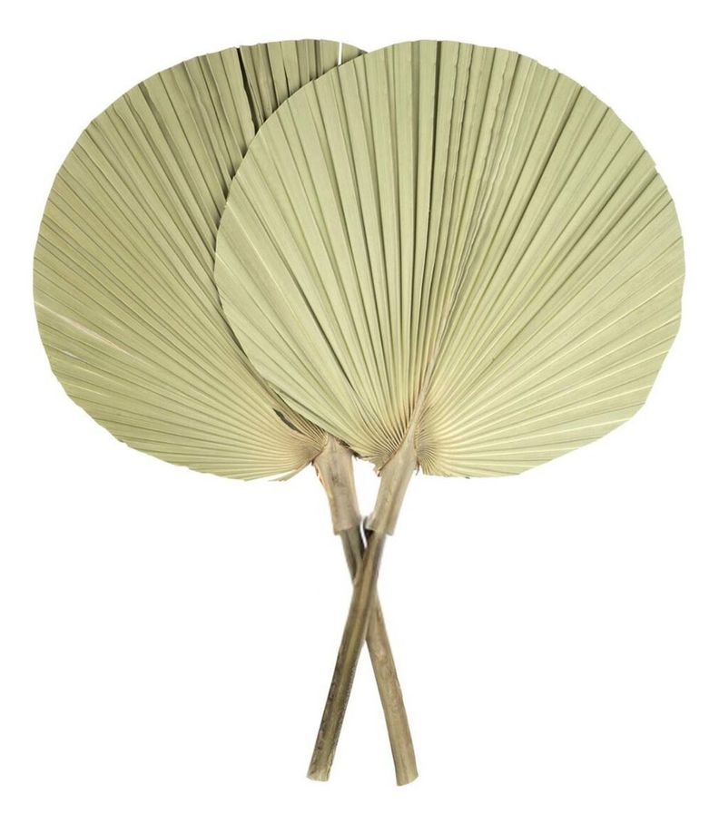 Set de 3 Abanico Grande Hojas Palma Natural Decoración Jhn-6
