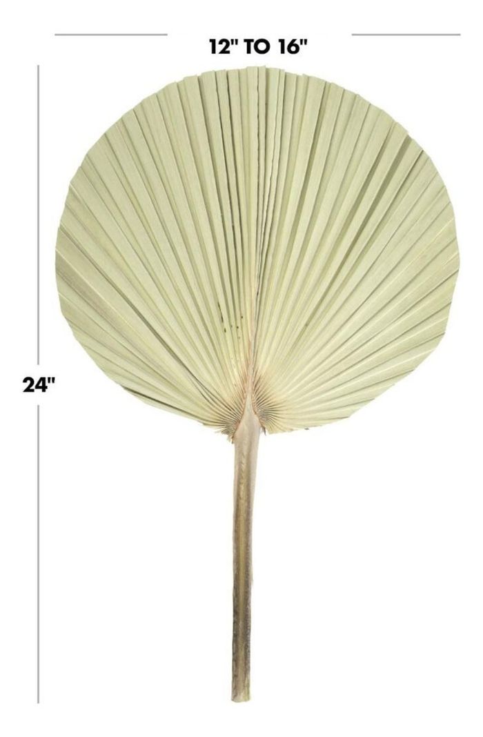 Set de 3 Abanico Grande Hojas Palma Natural Decoración Jhn-7