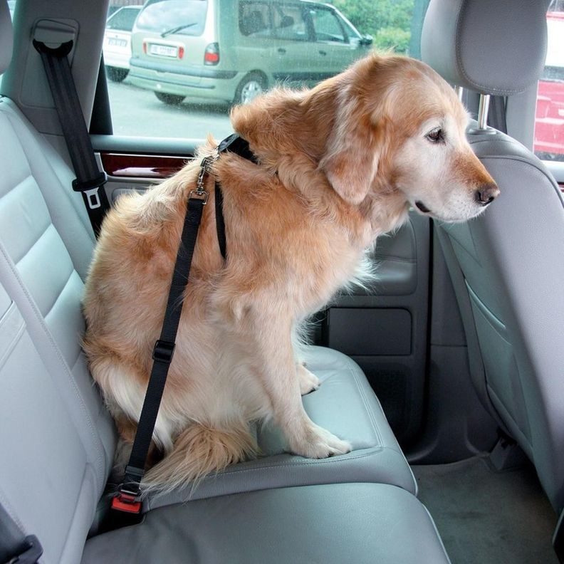Arnés Multiuso Negro Para Perro S Mascan-4