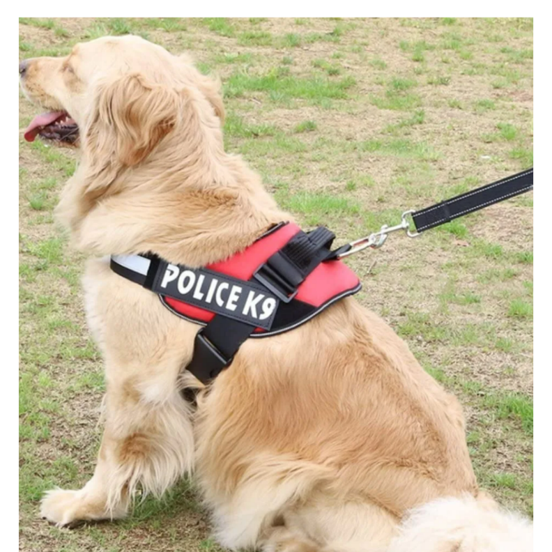 ARNES K9 (S) AZUL-4