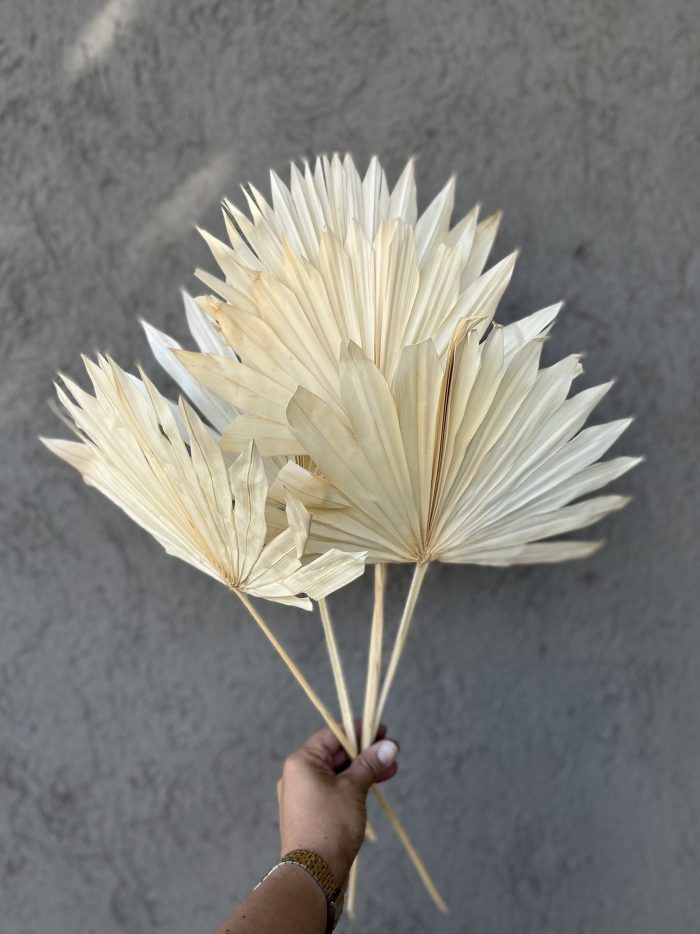 Flores Secas- Hojas de Palmera Blanca Grande -0