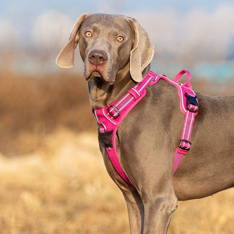 Arnés Antitirones Táctico Para Perros Reflectante Truelove Morado Talla M-2