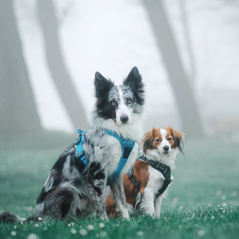 Arnés Antitirones Táctico Para Perros Reflectante Truelove Azul Talla XL-2