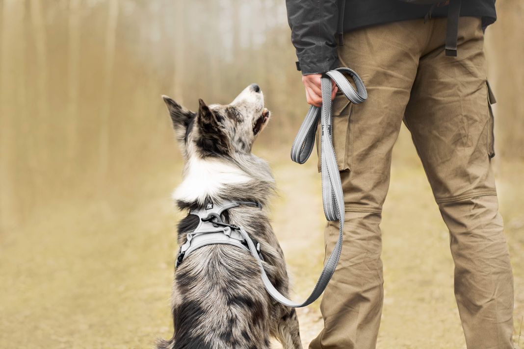 Arnés Antitirones Táctico Para Perros Reflectante Truelove Gris Talla S-2