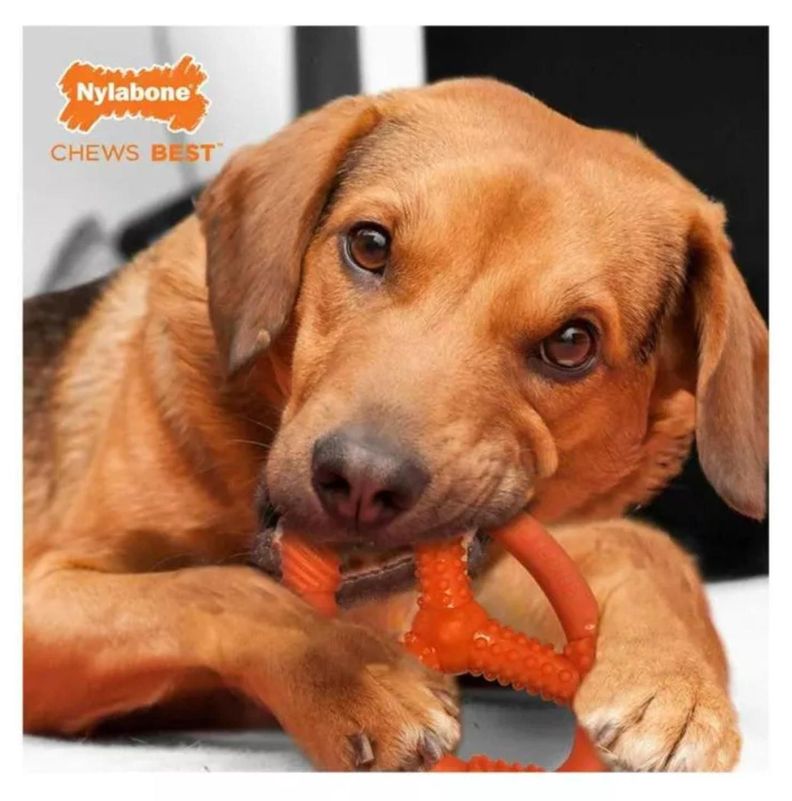 Juguete Para Perros Anillo Oval Flexible Talla M Nylabone-2