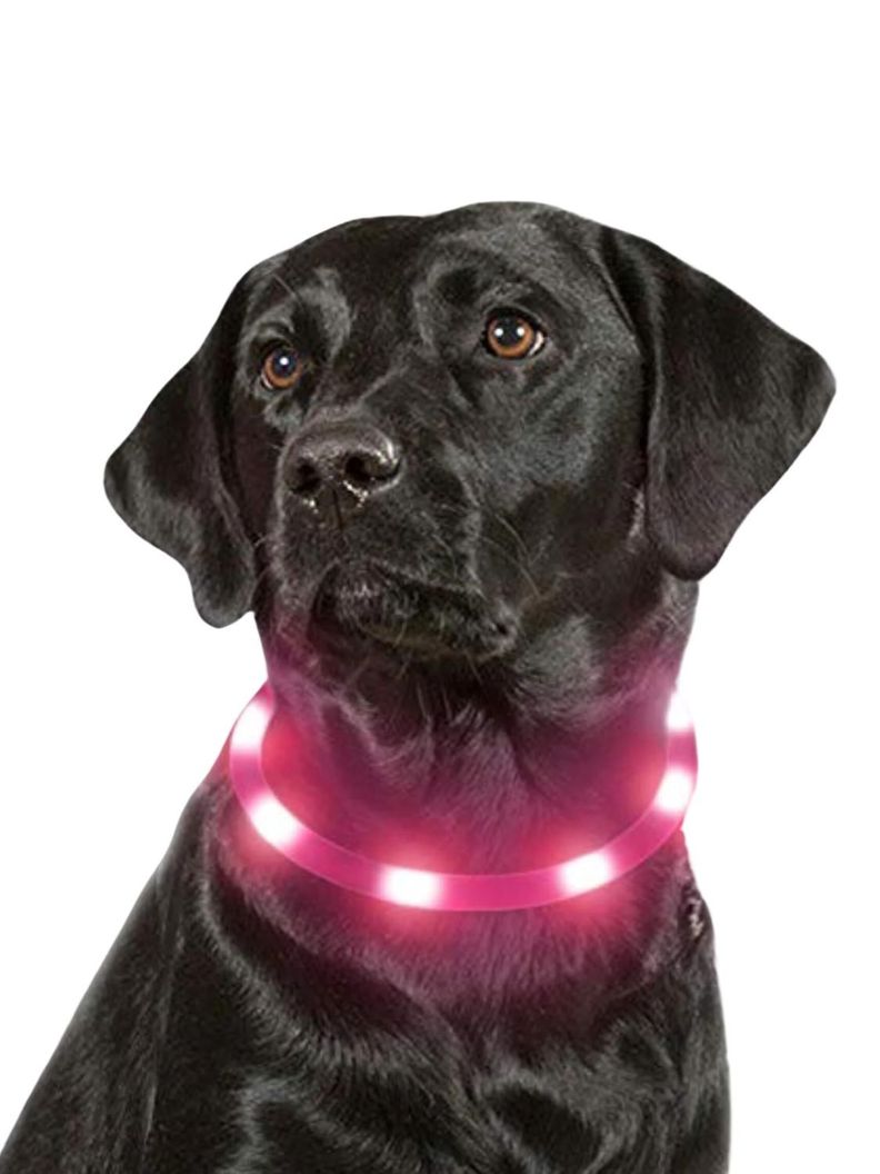 Collar Para Perro Luz Led Carga Usb Talla M 55cm-1