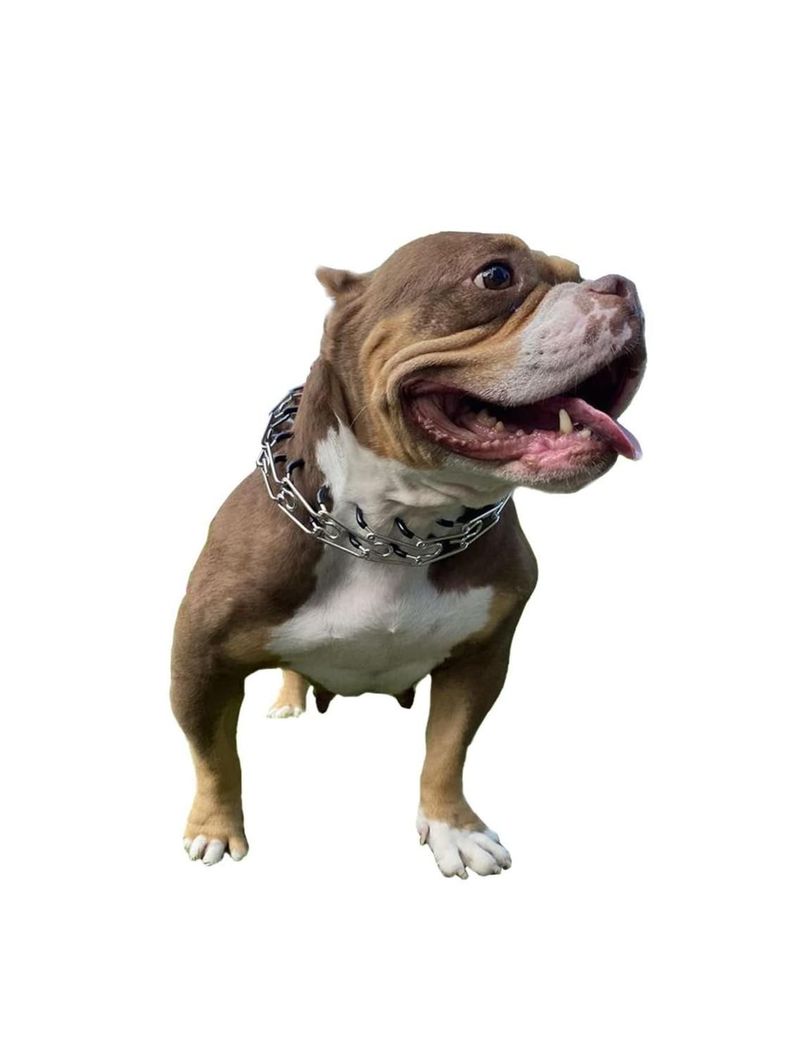 Collar de adiestramiento ajustable 4.0mm para perros-1