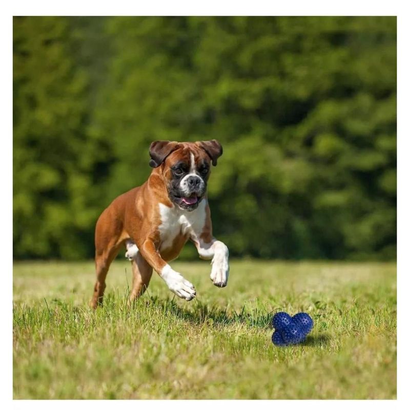 Juguete Para Perro Lanzador Nylabone Play Crazy Ball Talla L-2
