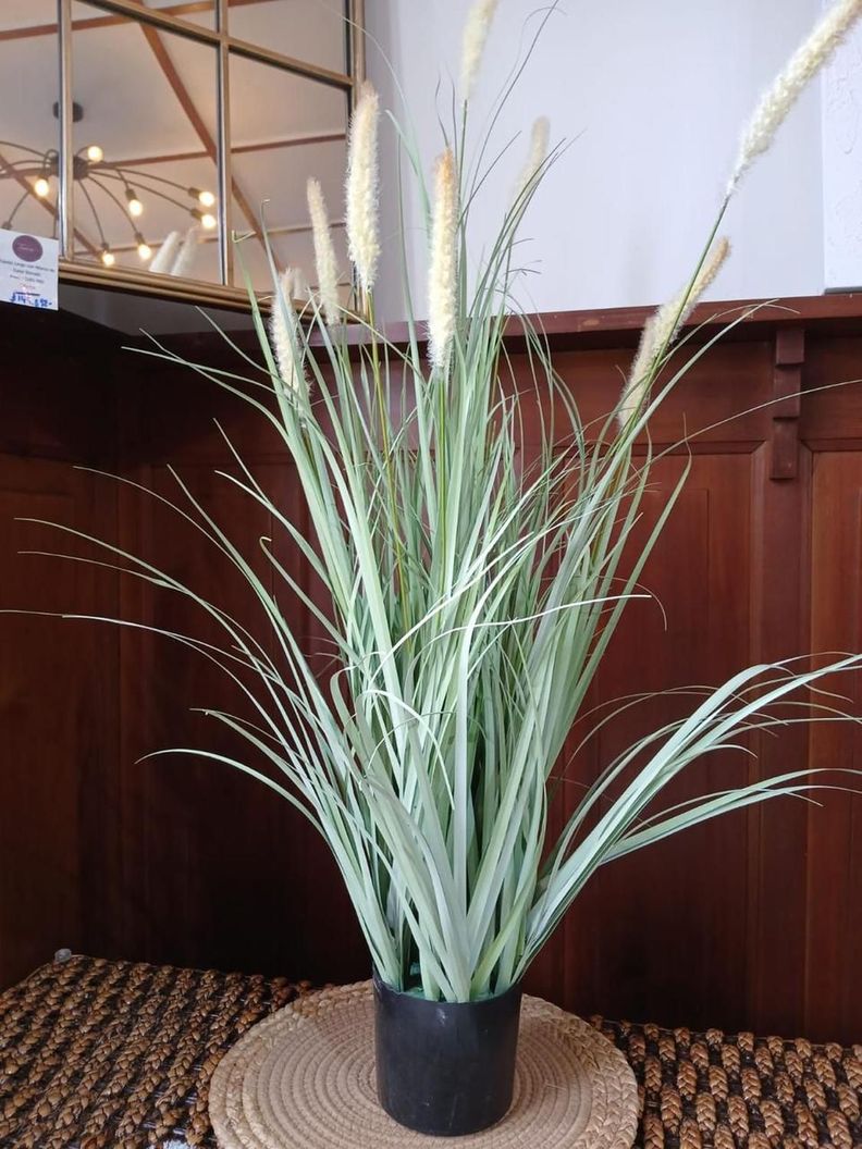 Planta Colitas de Zorro con Macetero-1
