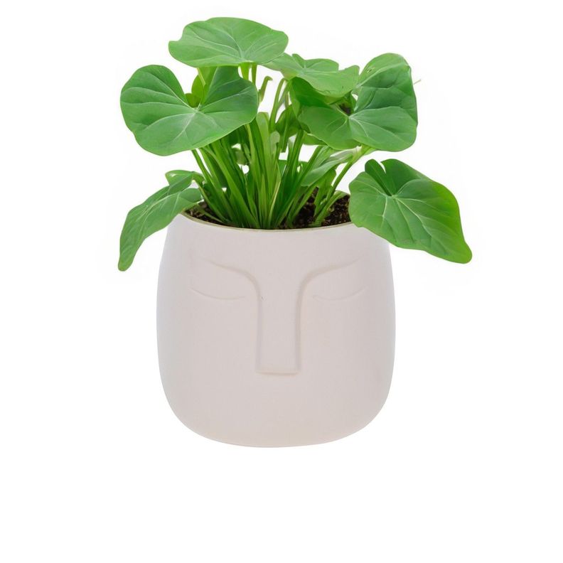 Macetero de cerámica Beige 14 cm-1