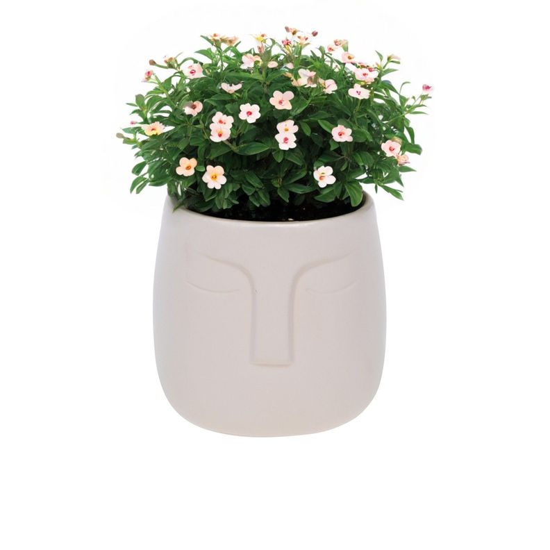 Macetero de cerámica Beige 12 cm-1