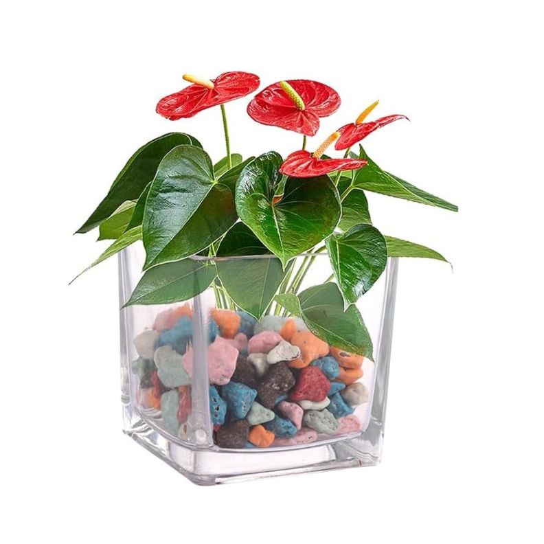 Florero de vidrio cuadrado 14 cm-2