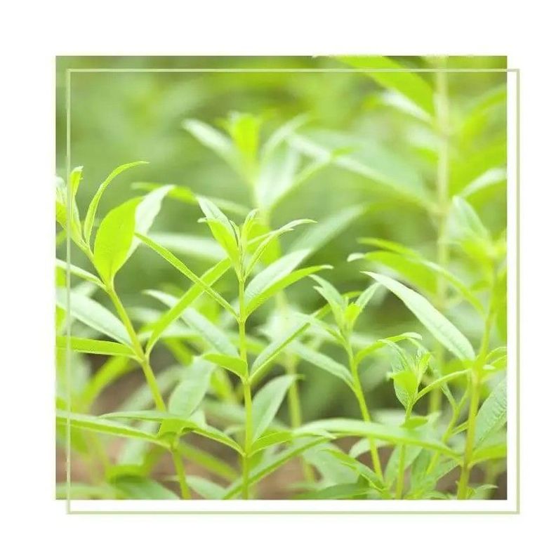 Difusor de Perfume 100 ml Verbena-2