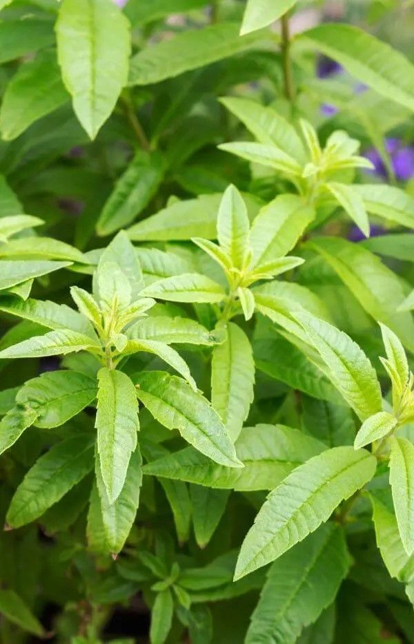 Gel de Ducha Verbena Espumosa 200 ml-1