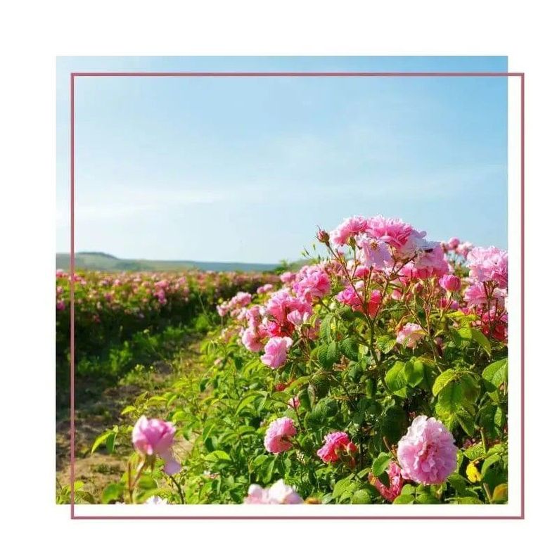 Difusor de Perfume 100 ml Rosa-2