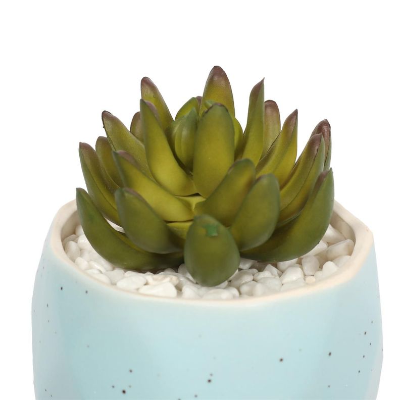 Suculenta En Macetero Celeste 14 Cm-2