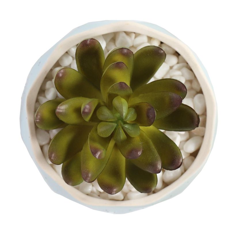 Suculenta En Macetero Celeste 14 Cm-3