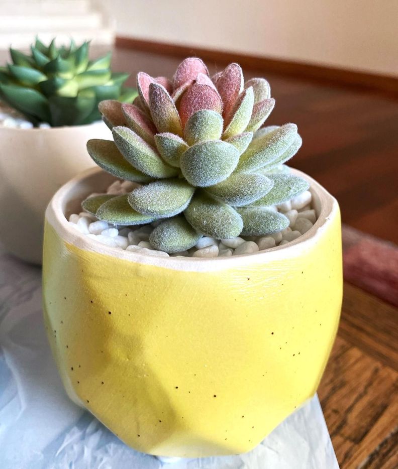 Suculenta En Macetero Amarillo 14 Cm-1