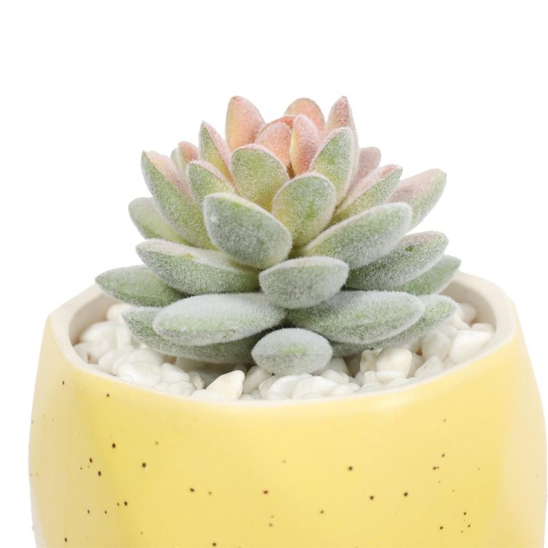 Suculenta En Macetero Amarillo 14 Cm-2