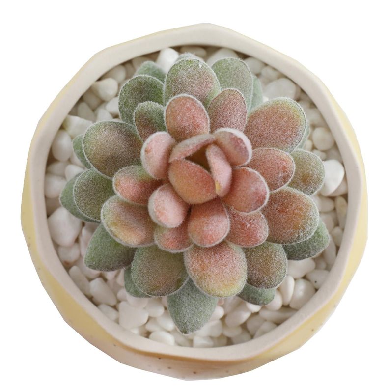 Suculenta En Macetero Amarillo 14 Cm-3