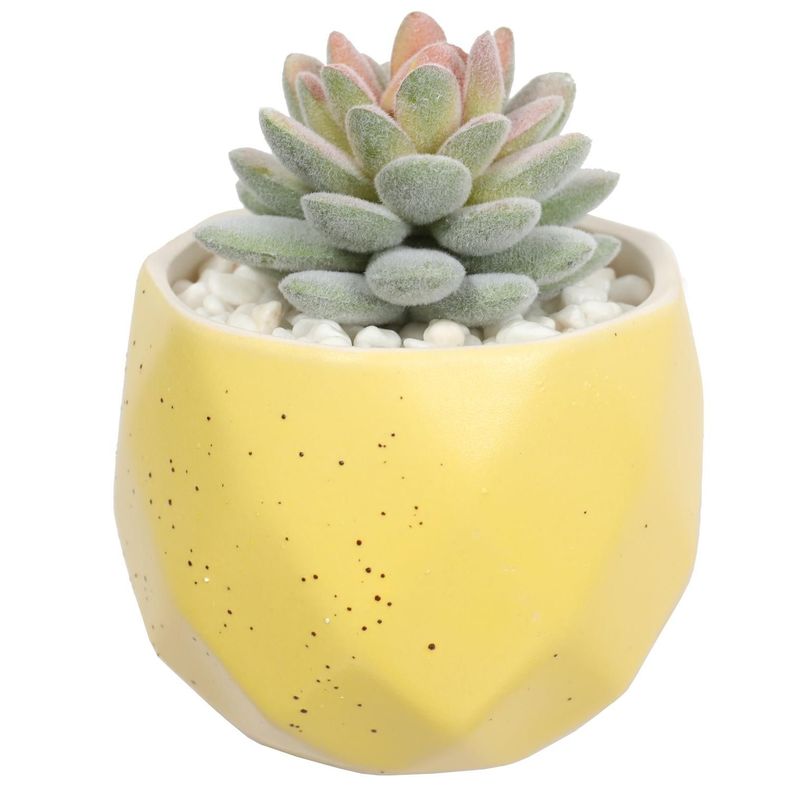Suculenta En Macetero Amarillo 14 Cm-4