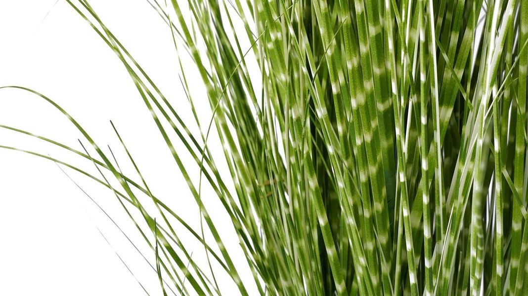 Planta artificial Grass Verde 120 Cm-2