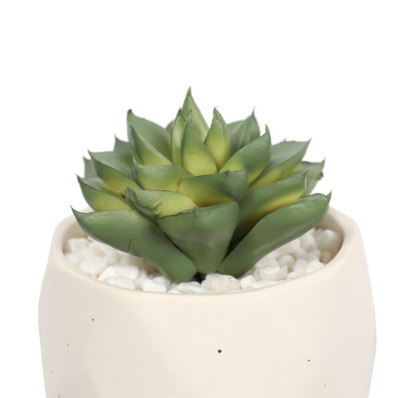 Suculenta En Macetero Crema 14 Cm-2