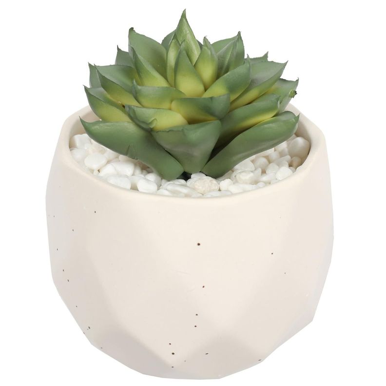Suculenta En Macetero Crema 14 Cm-4