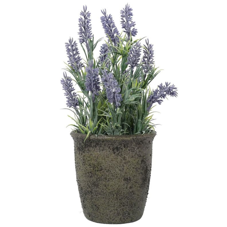 Mini Lavanda 31 Cm-0