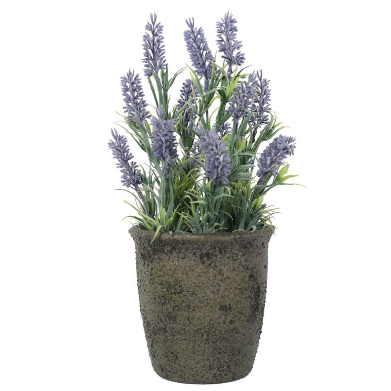 Mini Lavanda 31 Cm-5