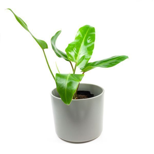 Macetero Danes M Blanco (Porta Macetero de Ceramica)-1