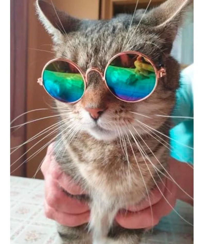 Lentes Gafas De Sol Gato Para Mascotas Gatito Perrito-1