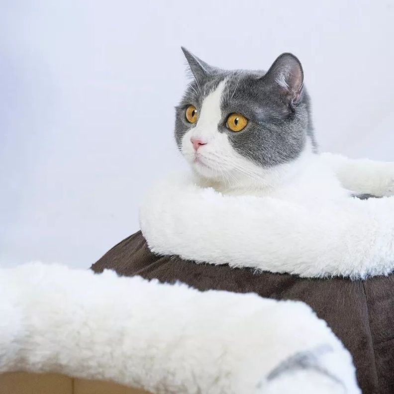 Casa Cama De Gato Tipo Canasto - Indeformable Acolchado-1
