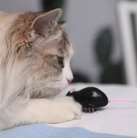 Ratón Robot Eléctrico Pila Incluida Juguete Mascota Gato-2