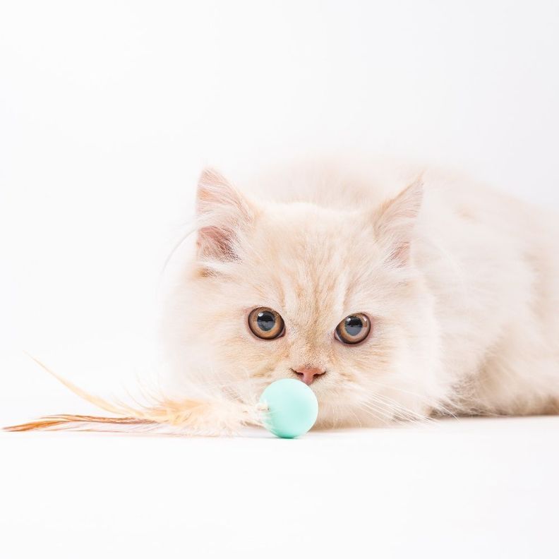 PIDAN - Juguetes para gatos Pelotas de Rebote - 3 piezas-2
