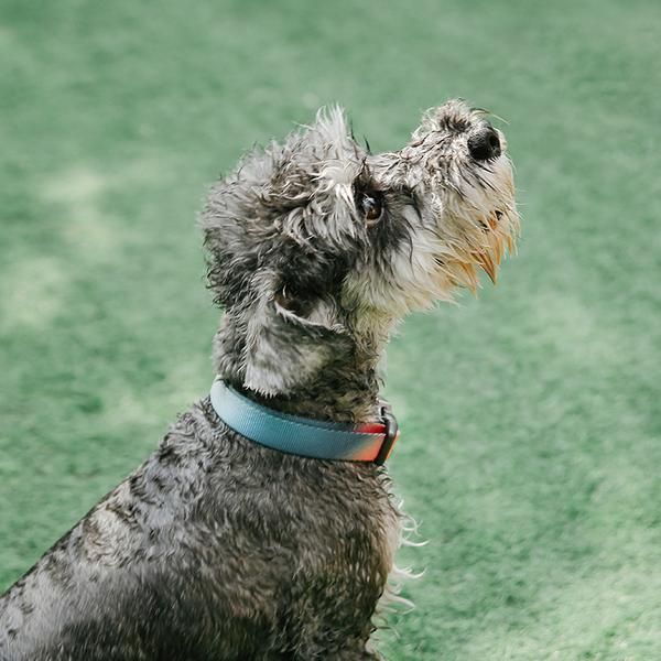 COLLAR PARA PERROS PIDAN® - A2 (Rosa y Verde)-2