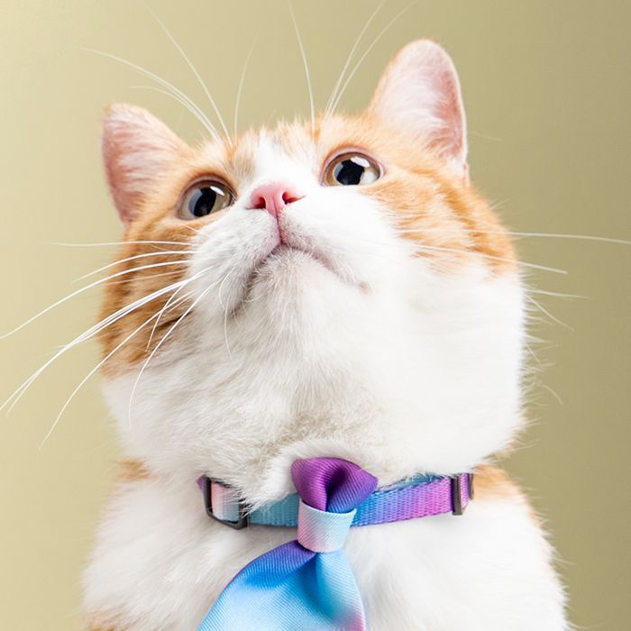 PIDAN® COLLAR -GATO - GRADIENTE AZUL-1