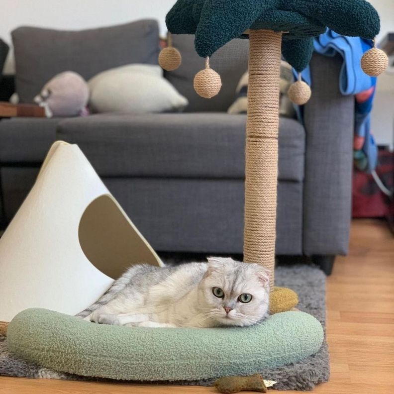 Pidan - Cama y Rascador para Gatos - Isla Felina-7