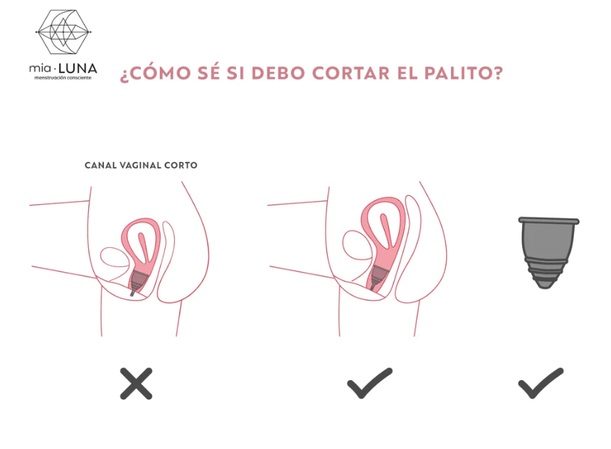 Copa Menstrual: MiaMed Talla M - Traslucida-5