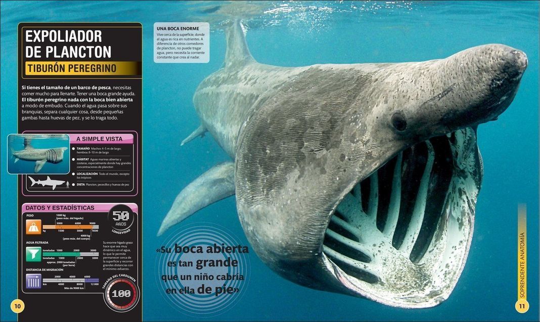 Dk Enciclopedia Super Tiburones-2