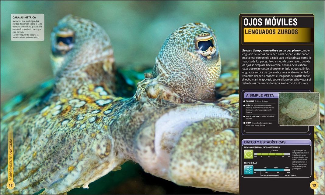 Dk Enciclopedia Super Tiburones-1
