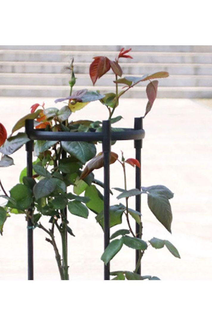 Soporte plantas rosales trepadoras enredaderas Obelisco	-3