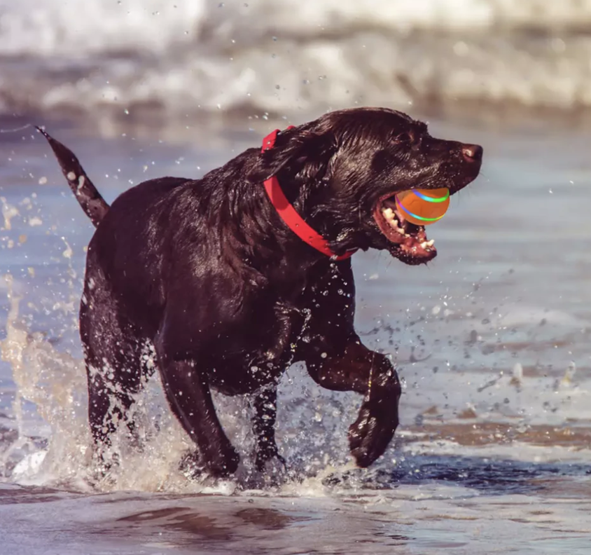 Pelota para Perros y Gatos Inteligente - Rosada-6