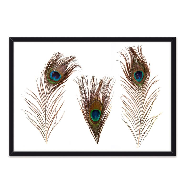 Cuadro Individual  Plumas Real-0