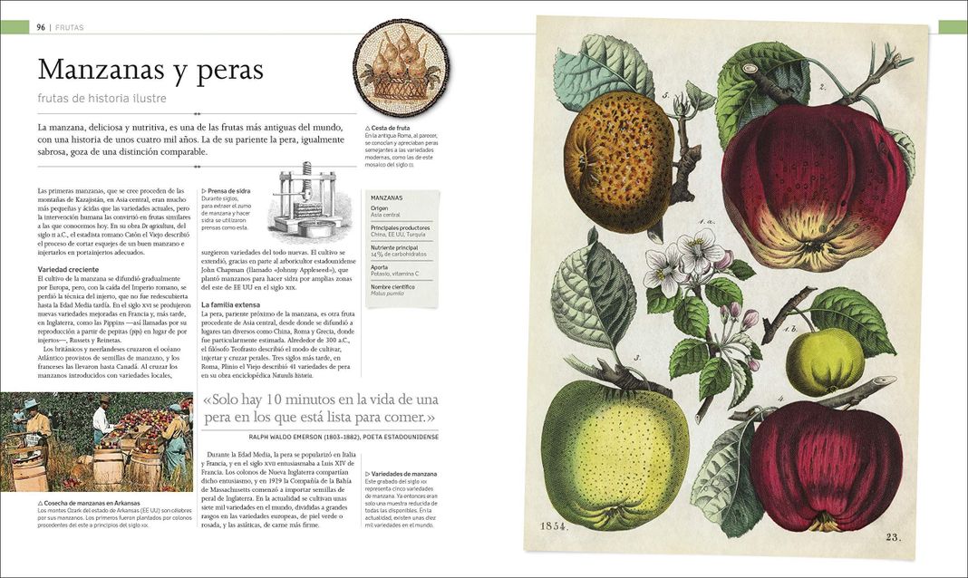 Dk Enciclopedia Alimentos Del Mundo-2